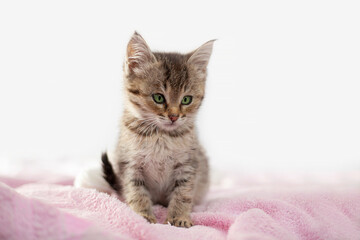 A small striped curious kitten with green eyes is sitting on a pink blanket. Place for text