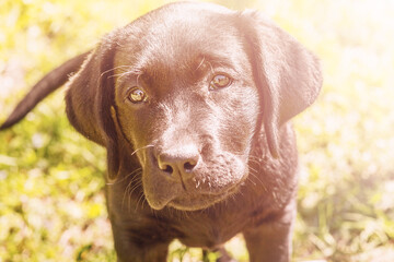 Labrador puppy on a background of green grass. Portrait of a black dog.