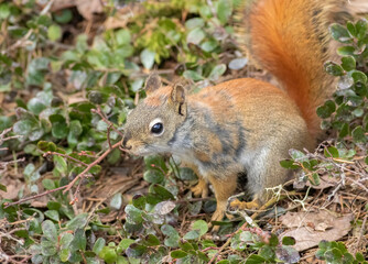 Naklejka na ściany i meble A red squirrel searches the forest floor looking for seeds and nuts that it stored in the fall. 