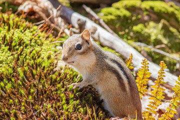 Naklejka na ściany i meble An eastern chipmunk looking back at the photographer laying on a mossy stump. 