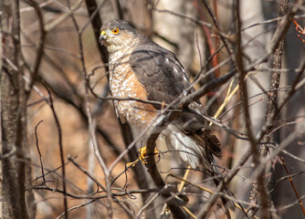 A sharp-shinned hawk perched on a tree branch 