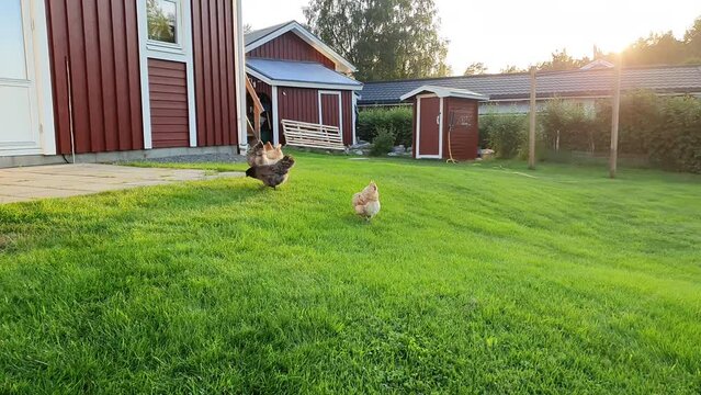 Four hens run and pecking green grass in a backyard