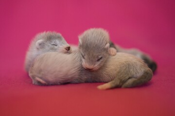 Ferret three weeks old baby on pink blanket background in studio