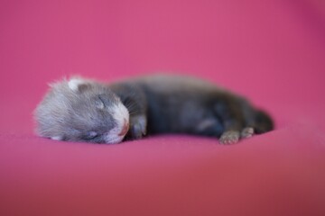 Fototapeta na wymiar Ferret three weeks old baby on pink blanket background in studio