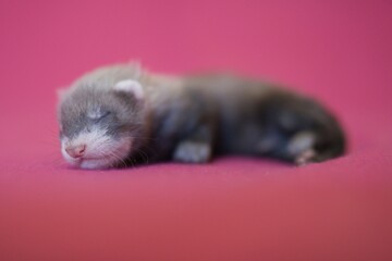 Ferret three weeks old baby on pink blanket background in studio