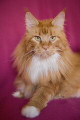 Pretty red hair Maine Coon male Cat detail portrait
