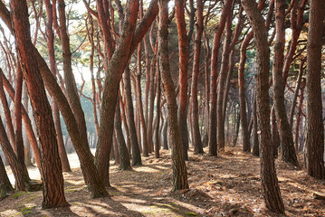 Yungneung and Geolleung Royal Tombs is the tomb of the king of the Joseon Dynasty.
