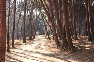 Yungneung and Geolleung Royal Tombs is the tomb of the king of the Joseon Dynasty.
