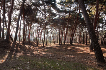 Yungneung and Geolleung Royal Tombs is the tomb of the king of the Joseon Dynasty.
