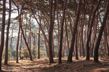 Yungneung and Geolleung Royal Tombs is the tomb of the king of the Joseon Dynasty.
