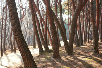 Yungneung and Geolleung Royal Tombs is the tomb of the king of the Joseon Dynasty.
