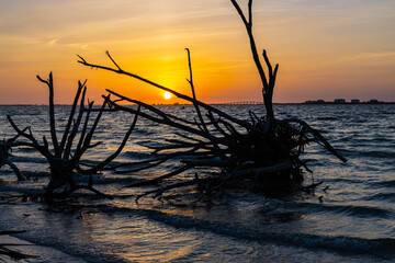 Ghost Tree on Bowditch Point Beach, Fort Myers Beach, Florida, USA