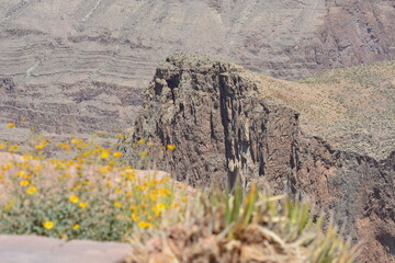 Plants at Grand Canyon