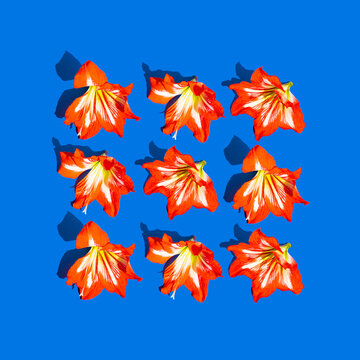 Seamless pattern made of beautiful red Hippeastrum Hybrid or Amaryllis flowers on blue background. Isometric view. Nature, love and passion concept.