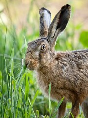 rabbit in the grass