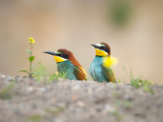 Obraz premium bee eater bird