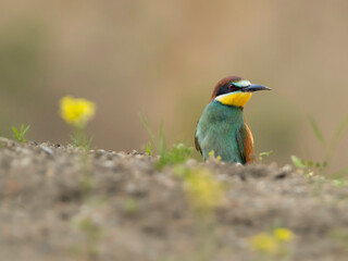 bee eater bird