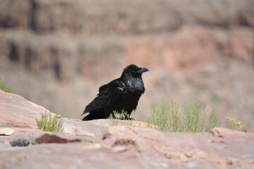 Bird at Grand Canyon
