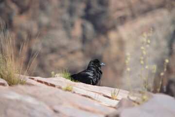 Bird at Grand Canyon