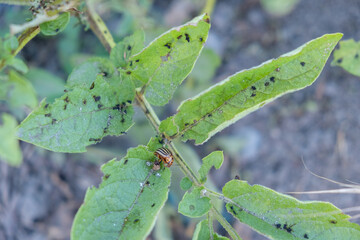 Naklejka premium potato plant infected with potato beetles, selective focus