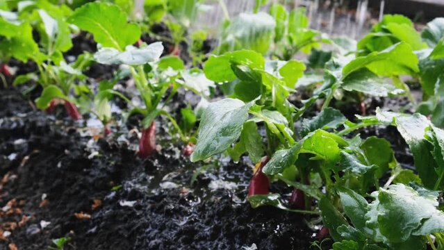Watering radish in vegetable garden. Fresh ripe radish ready for harvesting. Agriculture or gardening concept. 4k video