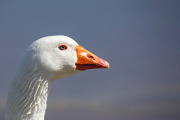 goose head on a blurred background close-up