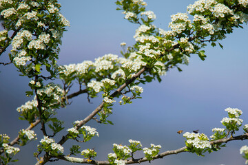 Flowering hawthorn branch on the blurred background in spring