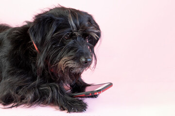 funny schnauzer dog with glasses reading something in his smartphone on a pink background