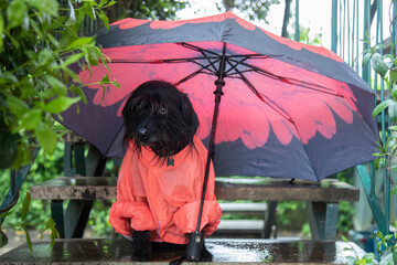 Funny Schnauzer  dog in a raincoat and umbrella in the rain
