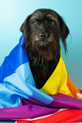 funny schnauzer wrapped in a rainbow colored flag as symbol of  gay pride and gay rights.