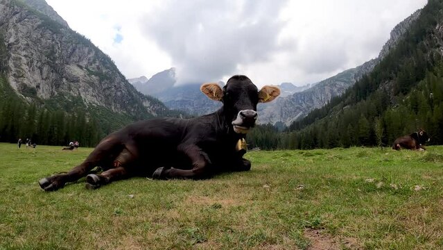 Alpine Landscape with Grazing Cows