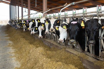 Group of cows standing in stall eating hay in cowshed at dairy farm