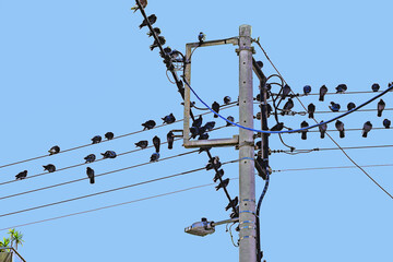 Electricity poles and high voltage cables on the poles. Birds pigeons perched at electric wires....