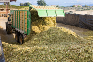 Dump track unloading lots of shredded maize for further processing into fodder.