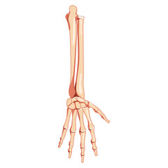 Obraz na płótnie Canvas Forearms Skeleton Human back view. Set of ulna, radius, hand, carpals, wrist, metacarpals, phalanges Anatomically correct realistic flat concept Vector illustration isolated on white background