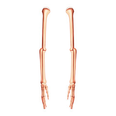 Arms Skeleton Human side lateral view. Set of hands, forearms, humerus, ulna, radius, phalanges 3D realistic flat natural color concept Vector illustration of anatomy isolated on white background