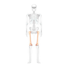 Skeleton femur thigh bone Human front Anterior ventral view with partly transparent bones position. Set of 3D realistic flat natural color Vector illustration of anatomy isolated on white background