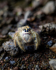 spider on a rock