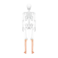 Obraz premium Skeleton leg tibia, fibula, Foot, ankle Human back Posterior dorsal view with partly transparent bones position. Anatomically correct realistic flat natural color concept Vector illustration isolated