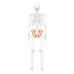 Skeleton Pelvis hip bone Human back Posterior dorsal view with partly transparent bones position. Realistic flat natural color concept Vector illustration of anatomy isolated on white background