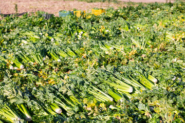 Celery sprouts crop on vegetable field. Fresh celery harvesting.