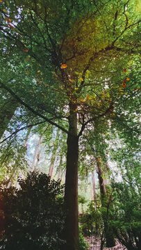 Vertical video of trees in the woods