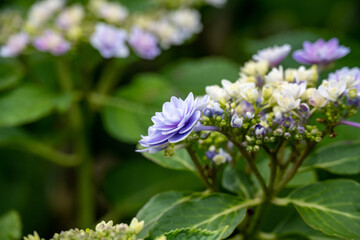 紫陽花
