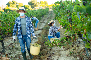 Confident vineyard owner in medical mask carrying bucket with ripe grapes during gathering crop....