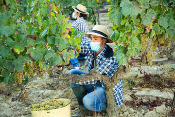 Naklejka na ściany i meble Man proffesional gardener in medical mask during harvesting of grape in vineyard at fields