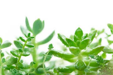 観葉植物　水滴