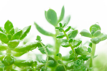 観葉植物　水滴