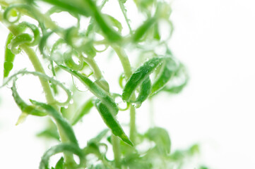 観葉植物　水滴