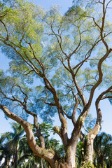 Contaste do céu azul. com galhos e folhas verdes