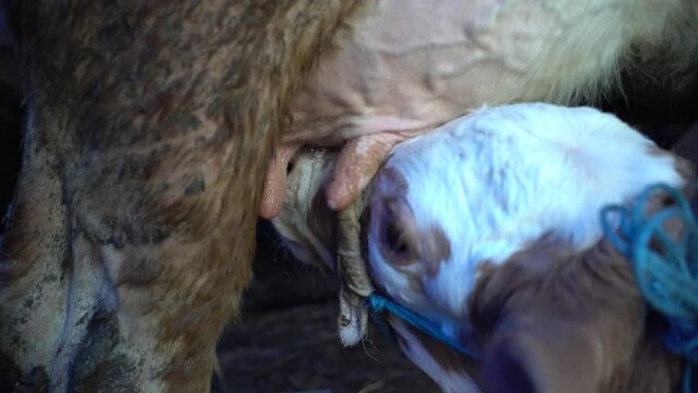 video showing how calves are fed with breast milk. amateur calf breeding.videos of simental and charolais calves sucking breast milk